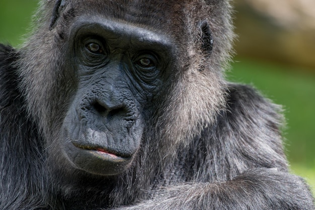 Ritratto di gorilla