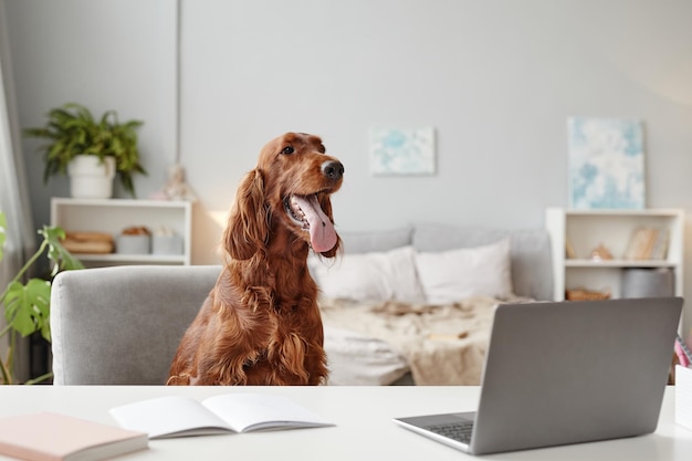 Ritratto di grande cane che utilizza il computer portatile alla scrivania nell'interno della casa, copia spazio