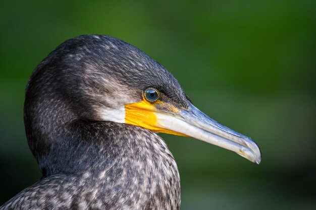 Ritratto di grande cormorano