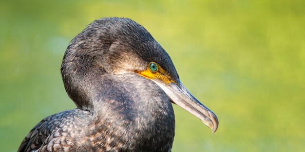 Ritratto di grande cormorano.