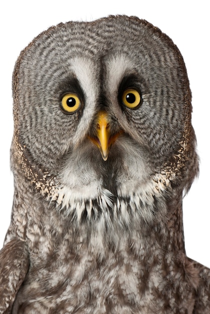 Ritratto di Great Grey Owl o Lapponia Owl Strix nebulosa un grande gufo isolato