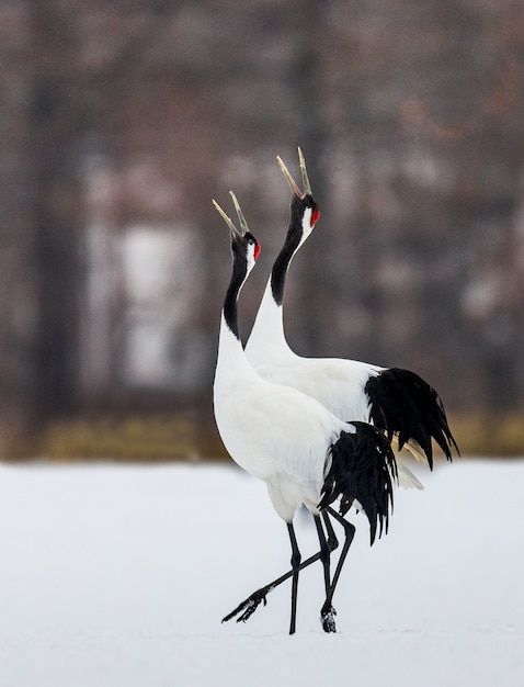 Ritratto di gru giapponesi in natura