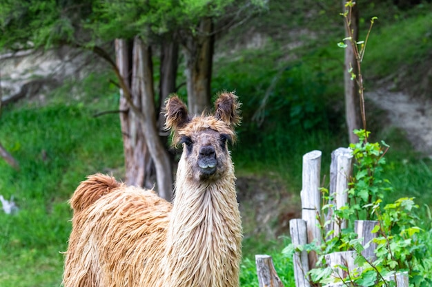 Ritratto di guanaco. Isola del Sud, Nuova Zelanda