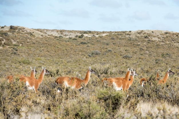 Ritratto di guanaco nella Patagonia argentina