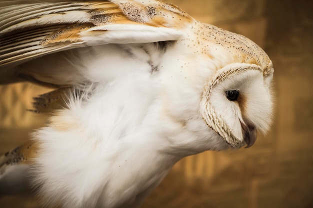 Ritratto di gufo, gufo dorato, concetto di fauna selvatica