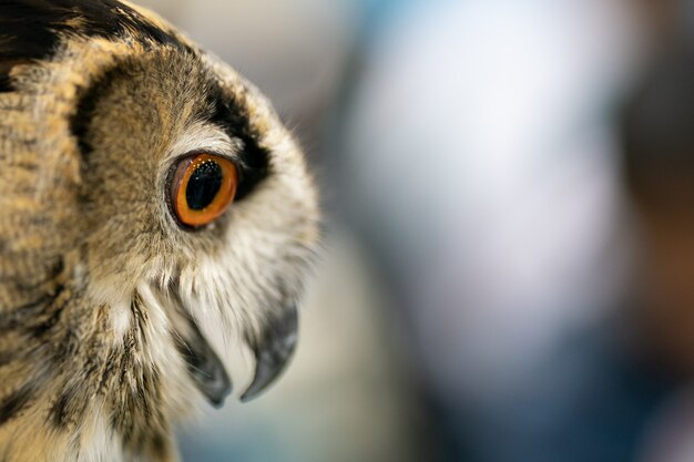 Ritratto di gufo reale euroasiatico (Bubo bubo)