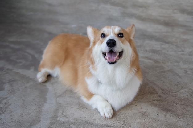 Ritratto di Happy Pembroke Welsh Corgi Dog