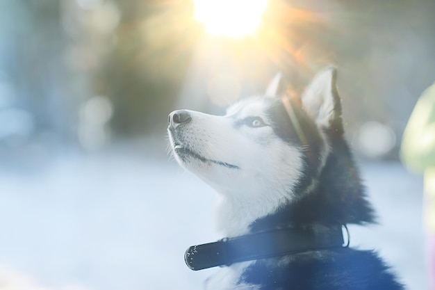 ritratto di husky invernale su una passeggiata, bel cane in natura, amicizia, animale domestico