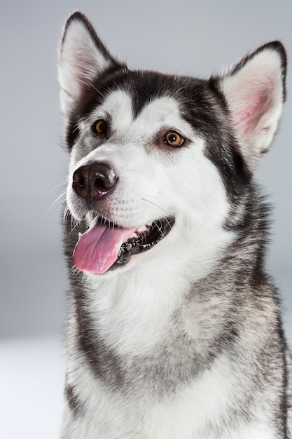 Ritratto di husky siberiano su sfondo grigio