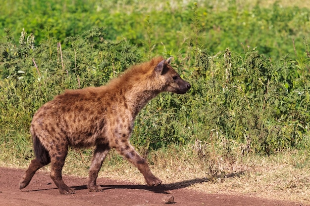 Ritratto di iena marrone su sfondo verde. Ngorongoro, Tanzania