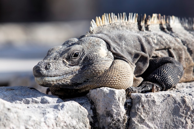 Ritratto di iguana sulla roccia sotto il sole