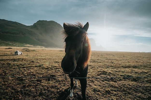 Ritratto di immagine grandangolare cavallo islandese selvaggio durante il tramonto Animali selvatici direttamente alla fotocamera