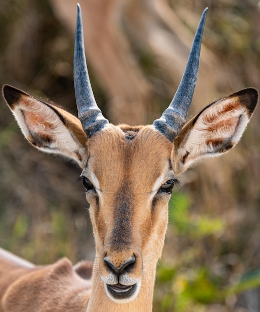 Ritratto di Impala Aepyceros Melampus maschio