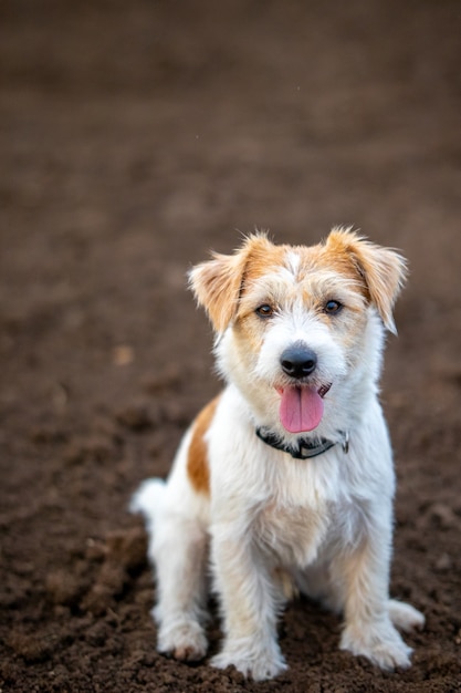 Ritratto di Jack Russell Terrier a pelo duro sullo sfondo del terreno