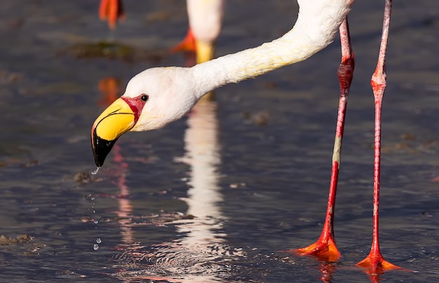 Ritratto di James Flamingo che mangia nell'acqua colorata della Laguna Colorada in Bolivia