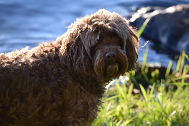 Ritratto di labradoodle