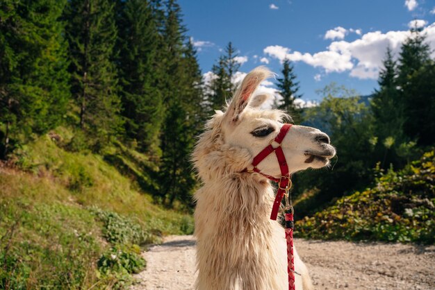 Ritratto di lama bianco all'aperto Protezione degli animali e concetto di vita agricola