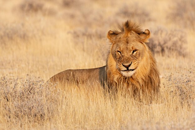 Ritratto di leone nel Parco Nazionale di Etosha, Namibia.