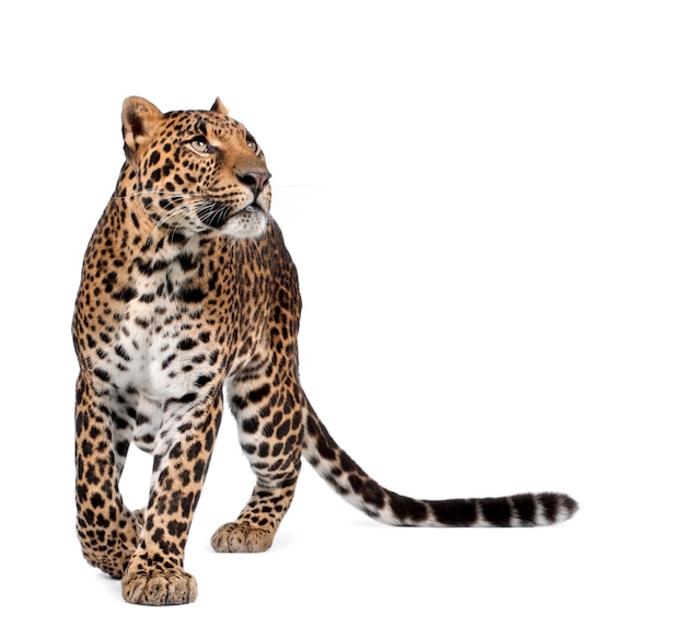 Ritratto di leopardo, Panthera pardus, in piedi