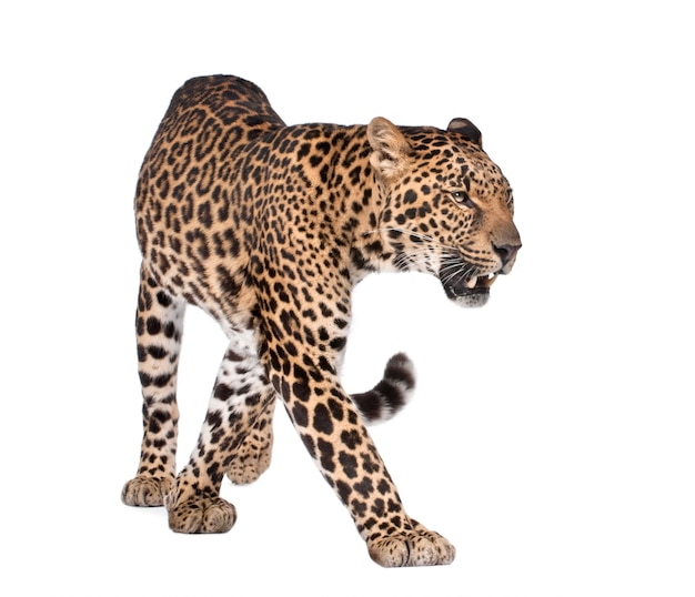Ritratto di leopardo, Panthera pardus, in piedi