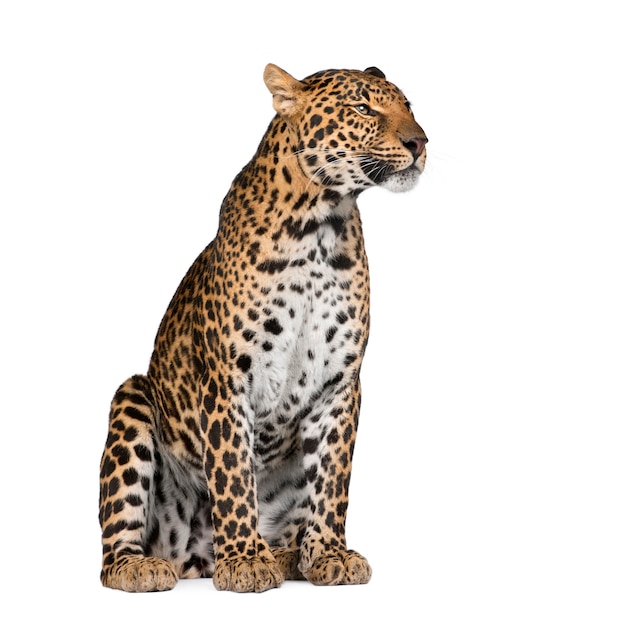 Ritratto di leopardo, Panthera pardus, in piedi