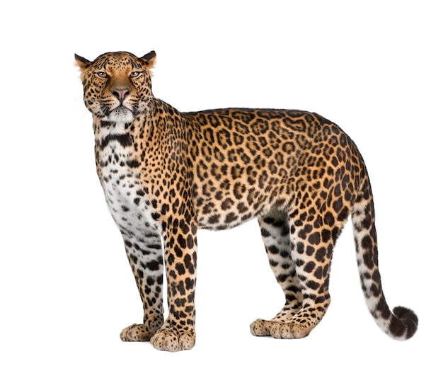 Ritratto di leopardo, Panthera pardus, in piedi