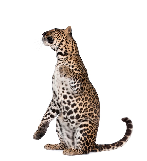 Ritratto di leopardo, Panthera pardus, in piedi