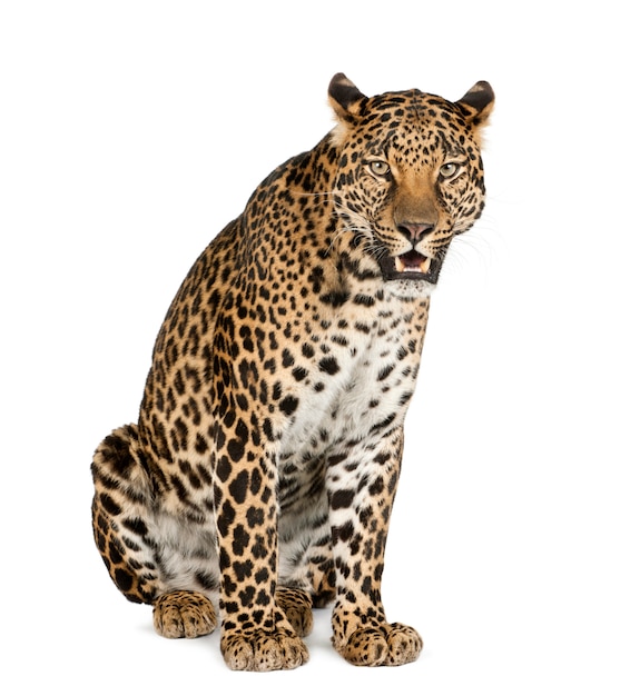 Ritratto di leopardo, Panthera pardus, in piedi