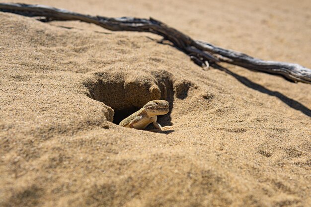 Ritratto di lucertola del deserto agama Phrynocephalus mystaceus vicino alla sua tana