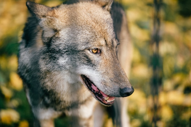 Ritratto di lupo all'aperto. Predatore selvaggio del carnivoro alla natura dopo la caccia. Animale simile a pelliccia pericoloso in foresta europea. Museruola canina sola povera in zoo.