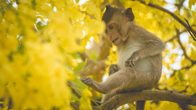 Ritratto di macaco bambino su un ramo di un albero di fistola Cassia in Thailandia Sud-est asiatico Fiori gialli di felicità primaverile concetto di sfondo