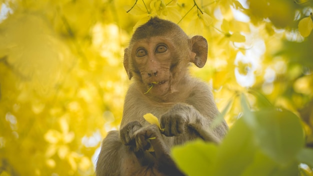 Ritratto di macaco bambino su un ramo di un albero di fistola Cassia in Thailandia Sud-est asiatico Fiori gialli di felicità primaverile concetto di sfondo