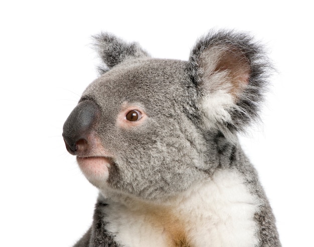 Ritratto di maschio Koala, Phascolarctos cinereus, su un bianco isolato,