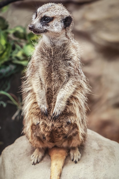 Ritratto di meerkat maturo vivo