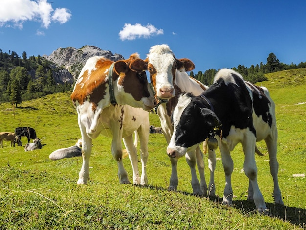 Ritratto di mucca da vicino che ti guarda nelle dolomiti