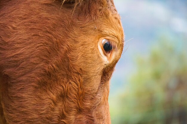 ritratto di mucca marrone in montagna