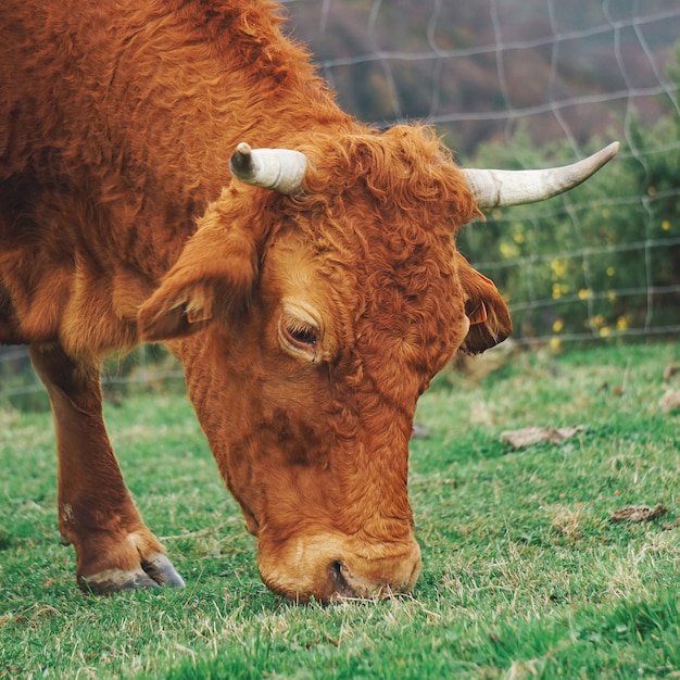 ritratto di mucca marrone in montagna