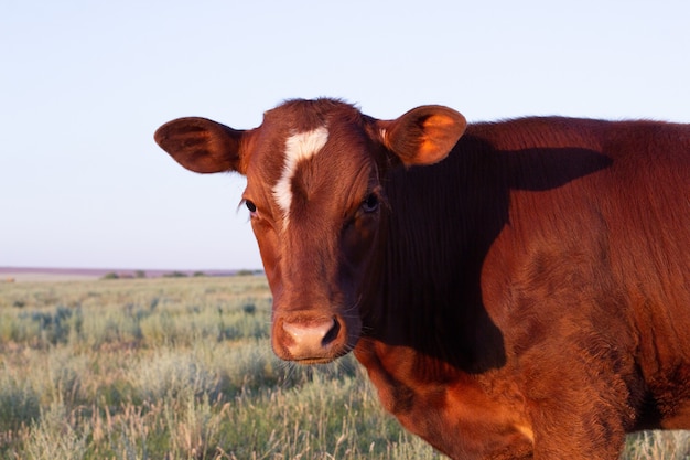 Ritratto di mucca marrone nella steppa russa di campagna