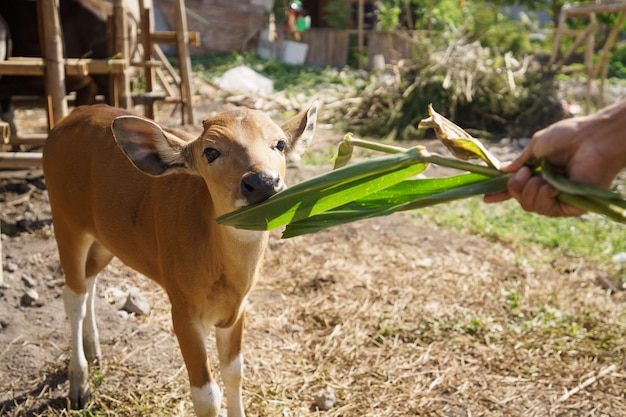 Ritratto di mucca o toro marrone nella fattoria tradizionale dell'indonesia