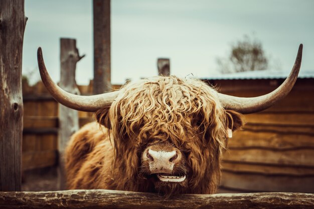 Ritratto di mucca selvaggia allo zoo