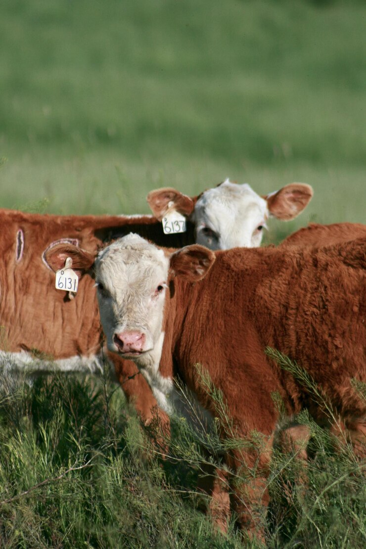Foto ritratto di mucca sul campo