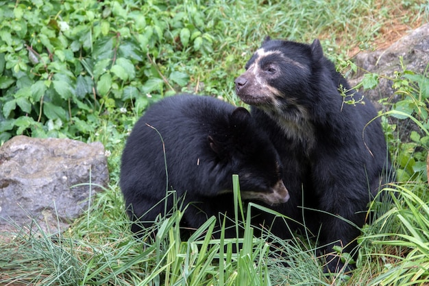 Ritratto di orso dagli occhiali mentre ti guarda