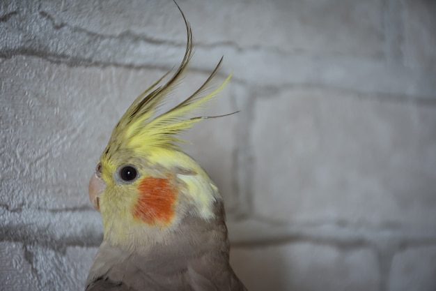 Ritratto di pappagallo cockatiel, primo piano del cockatiel, pappagallo grigio, pappagallo domestico