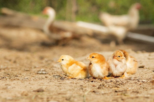 Ritratto di Pasqua piccoli polli birichino che camminano nel cortile nel cortile della fattoria in una soleggiata giornata di primavera