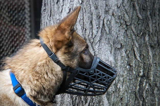 Ritratto di pastore tedesco. Cani a passeggio in natura. protezione dai morsi di cane