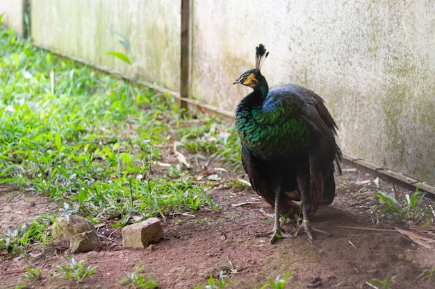 Ritratto di pavone allo zoo