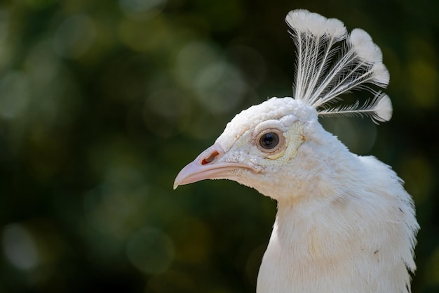 Ritratto di pavone bianco su sfondo naturale