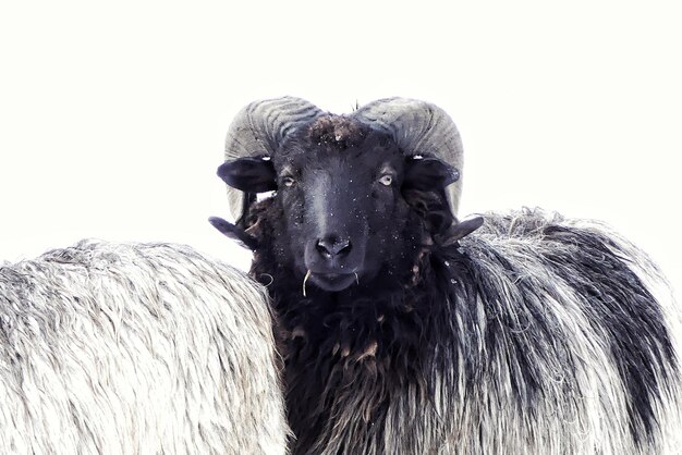 Ritratto di pecore sul campo durante l'inverno