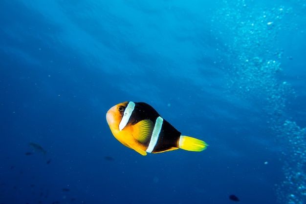 Ritratto di pesce pagliaccio isolato sull'oceano blu profondo