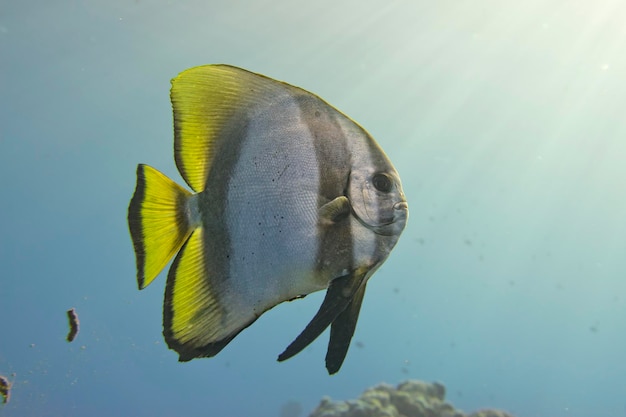 Ritratto di pesce pipistrello